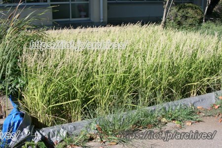 印西市立原山小学校　課外活動